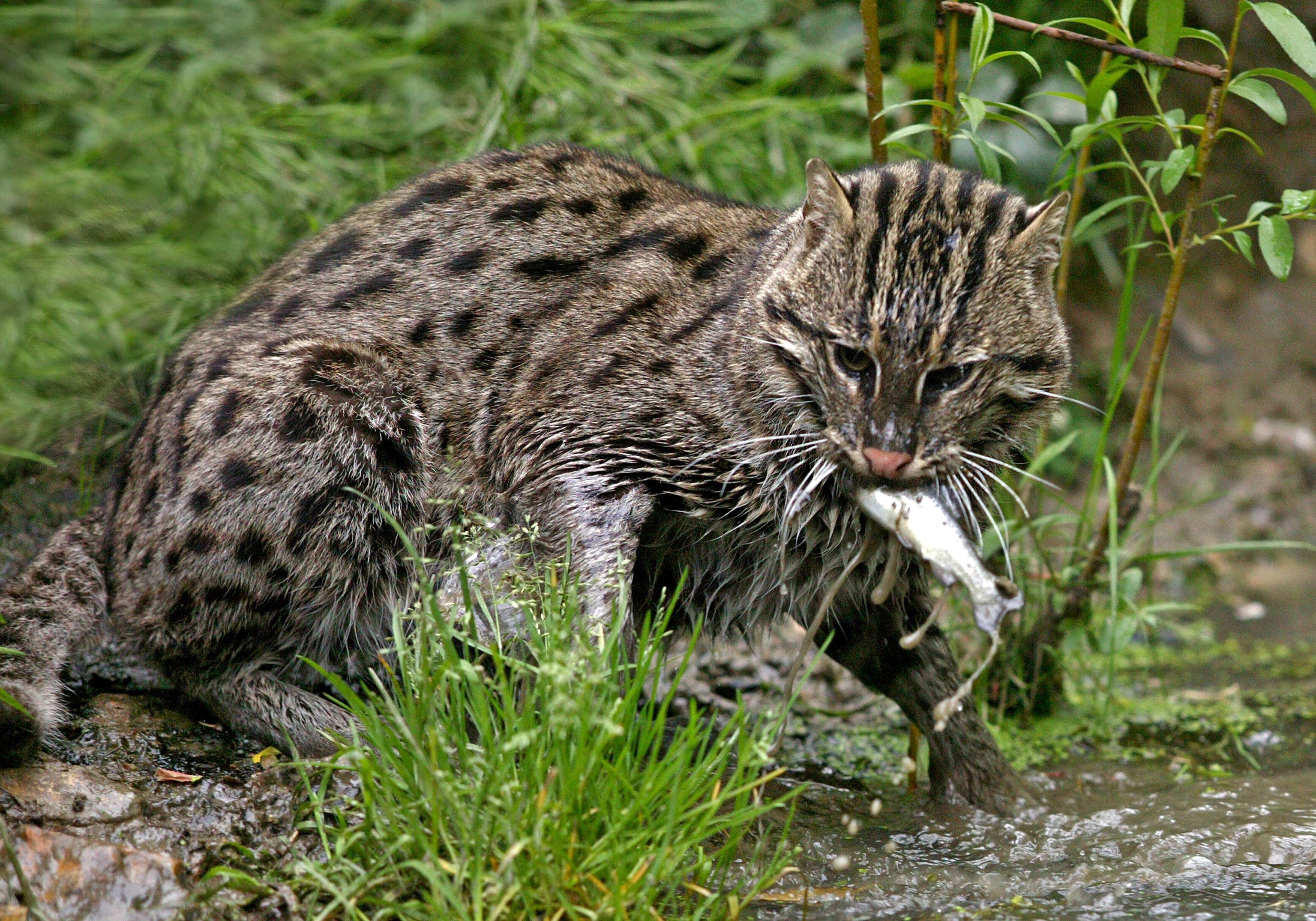 A Fishing cat with a fish in its mouth